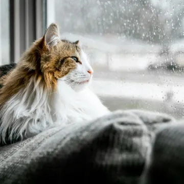 Keenan-Barber-L4lggesbg9q-Unsplash