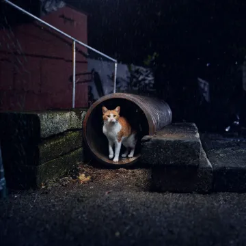 Mrsbaxter_abandoned – Pipe 1_0357