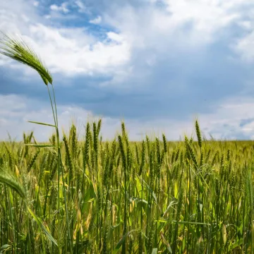 A vibrant wheat field stretches under a dramatic