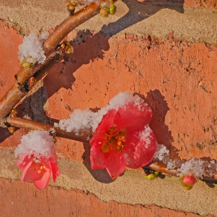 # The Darling Buds F8991