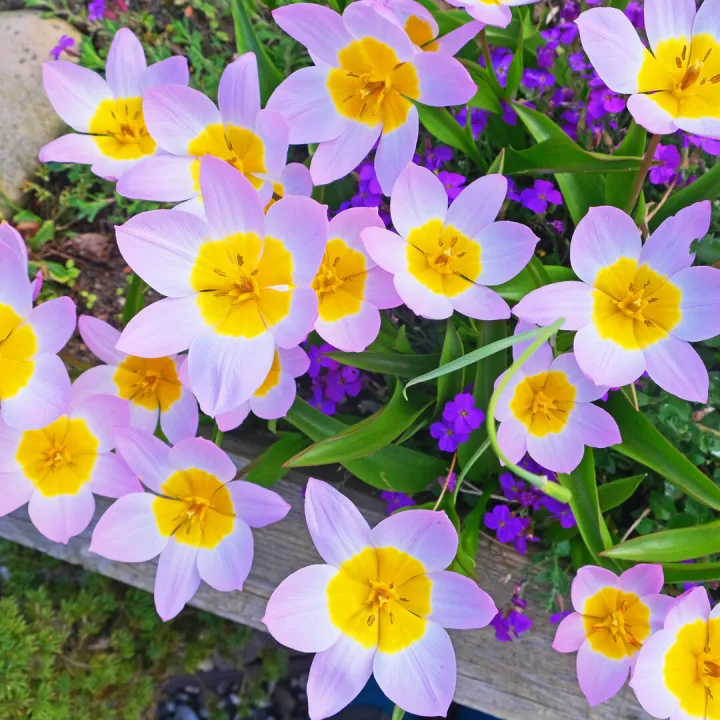 RR Tulips (Species) F9188