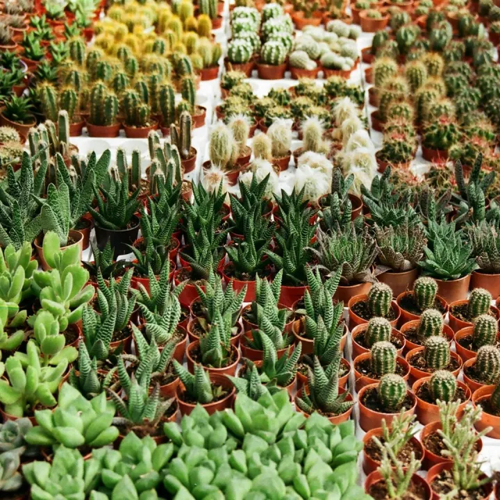 Diverse collection of potted cacti and succulents