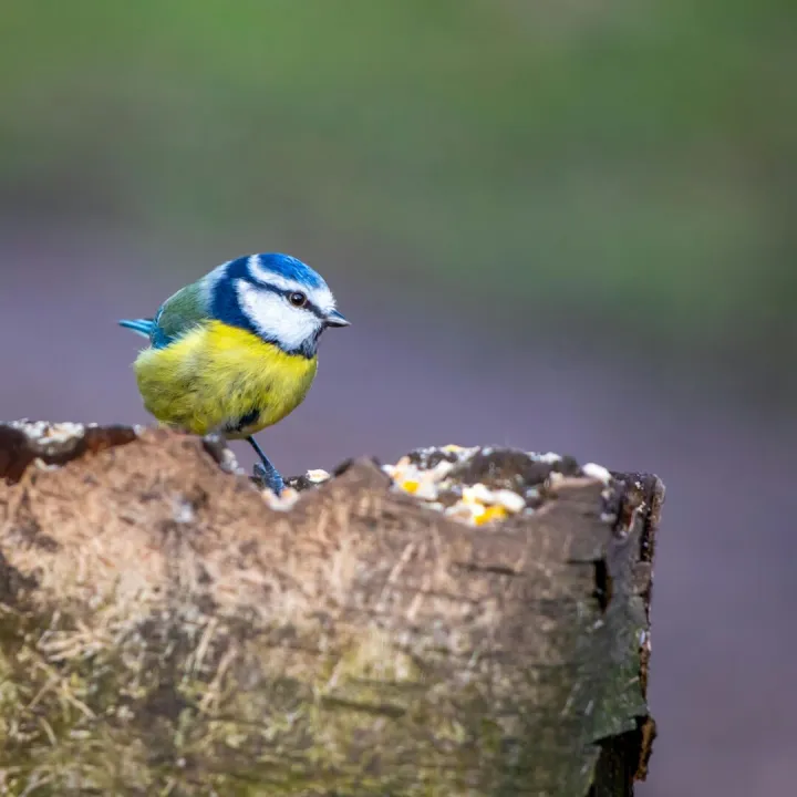 A vibrant blue tit perched on a tree stump in