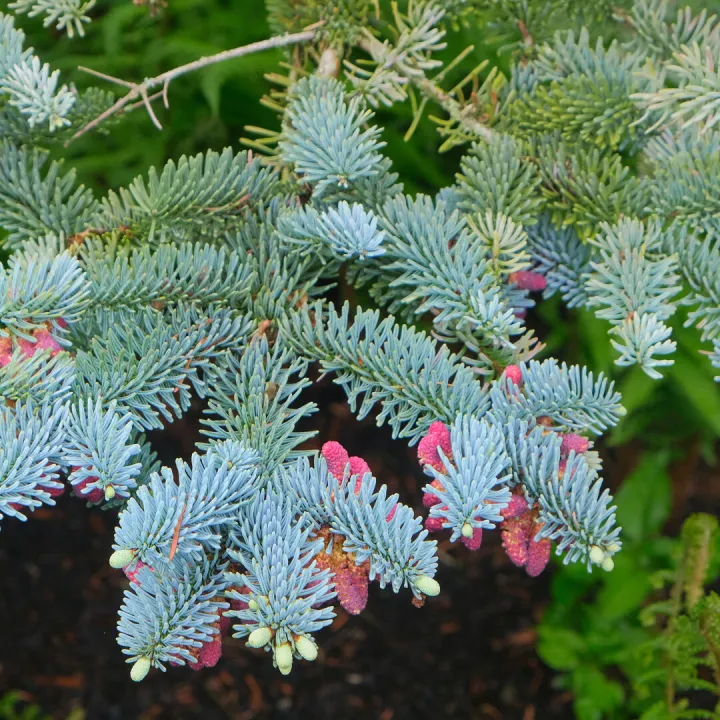 RR Blue Spruce F9325