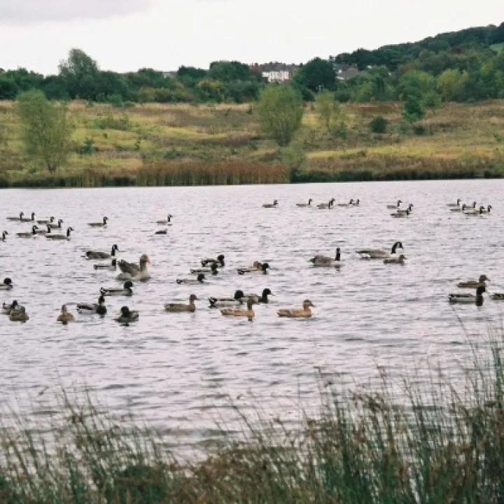 Brownie Ramble for Children in Need