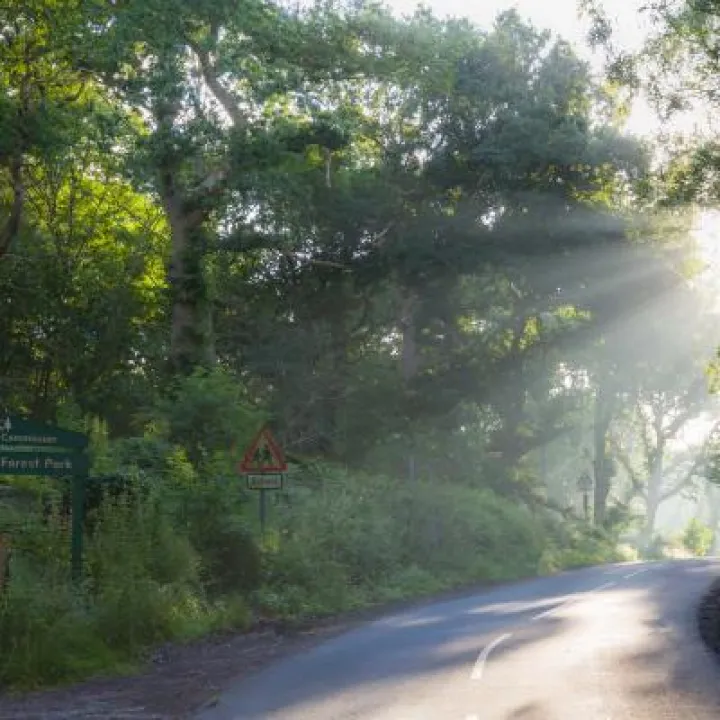 Road through Delamere Forest-4