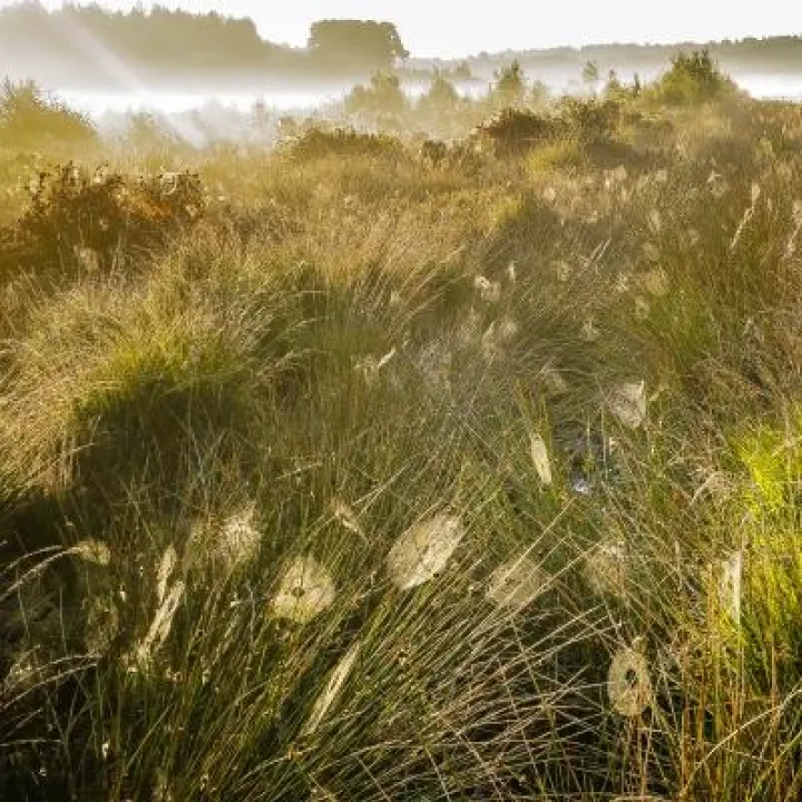 Great Blakemere &ndash; Vaughan Edge 2