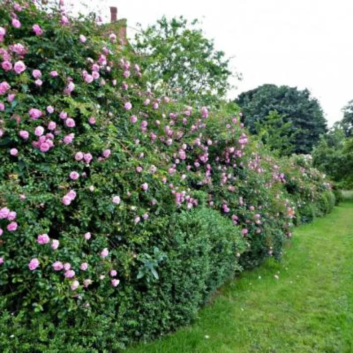 tattenhall-rambling-roses-gardenista-e1471281117744