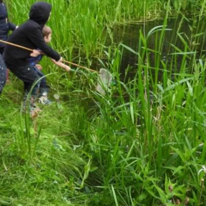 Pond dipping 19 dipping