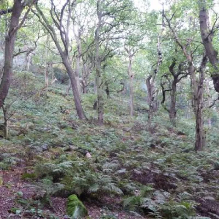 Castles Event: Woodlands Peckforton