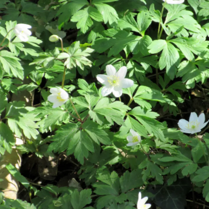 Wood Anemones