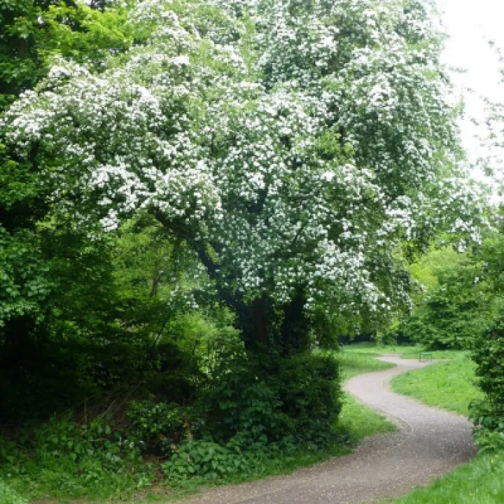 White Hawthorn