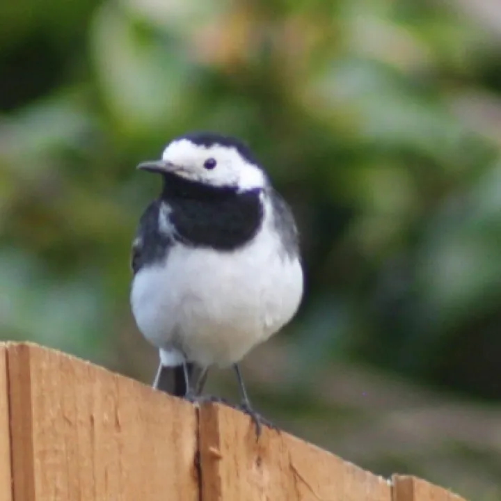 Oliver 39 s Picture Of A Pied Wagtail In  39 my Environment 39