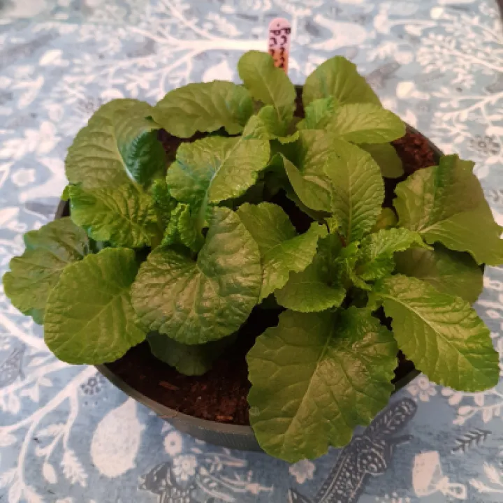 Image: 20201202_102756