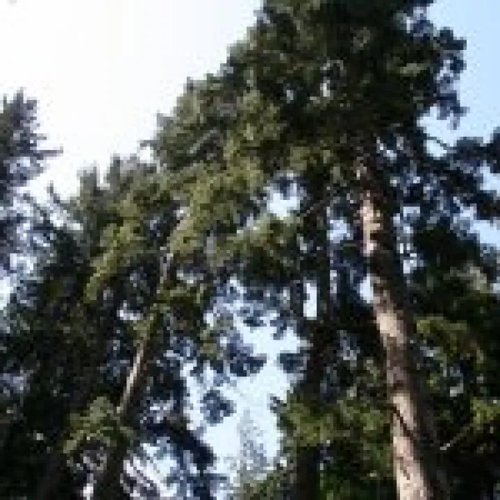 Northumbria 2009 078