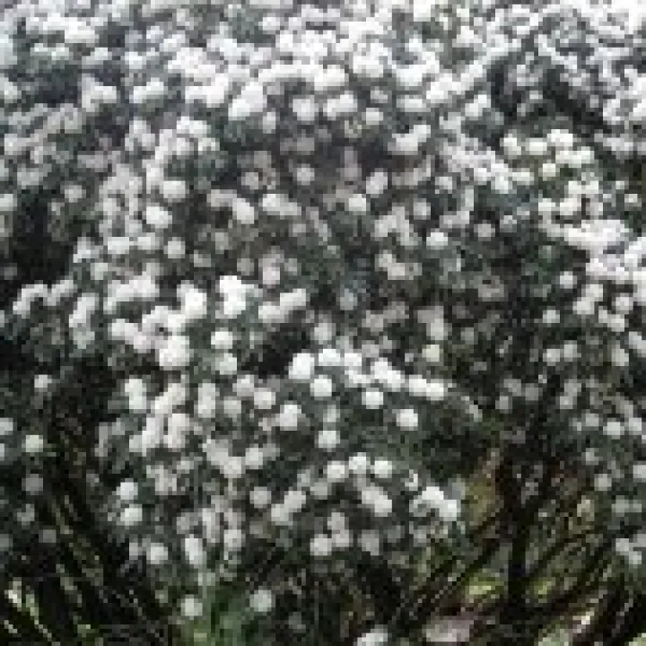 Holker Hall Visit 028