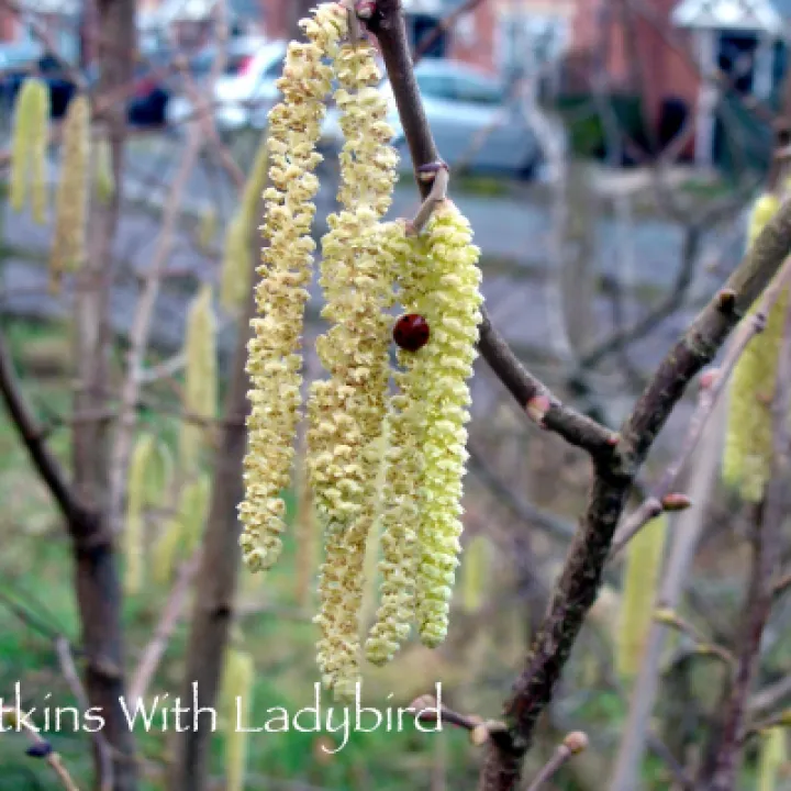 Catkins With Ladybird