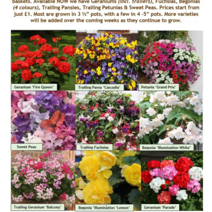 Bedding Plant Bonanza Flyer 09-05-21