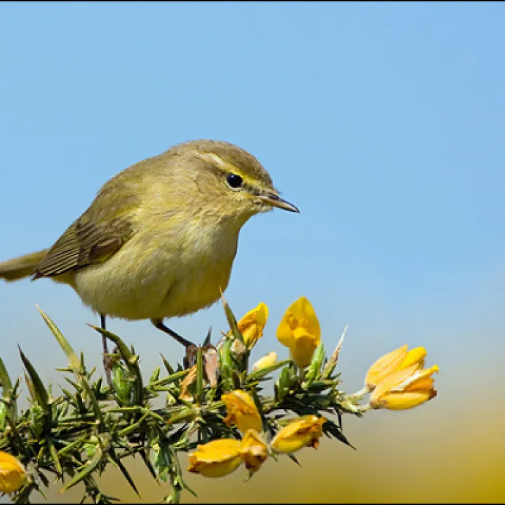 TCW Chiffchaff   Phylloscopus collybita