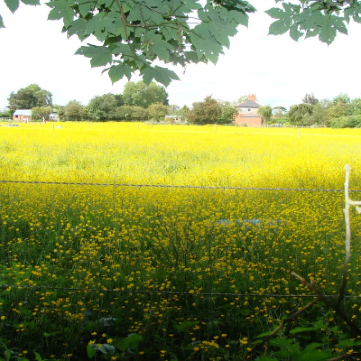 Buttercups In Hedge