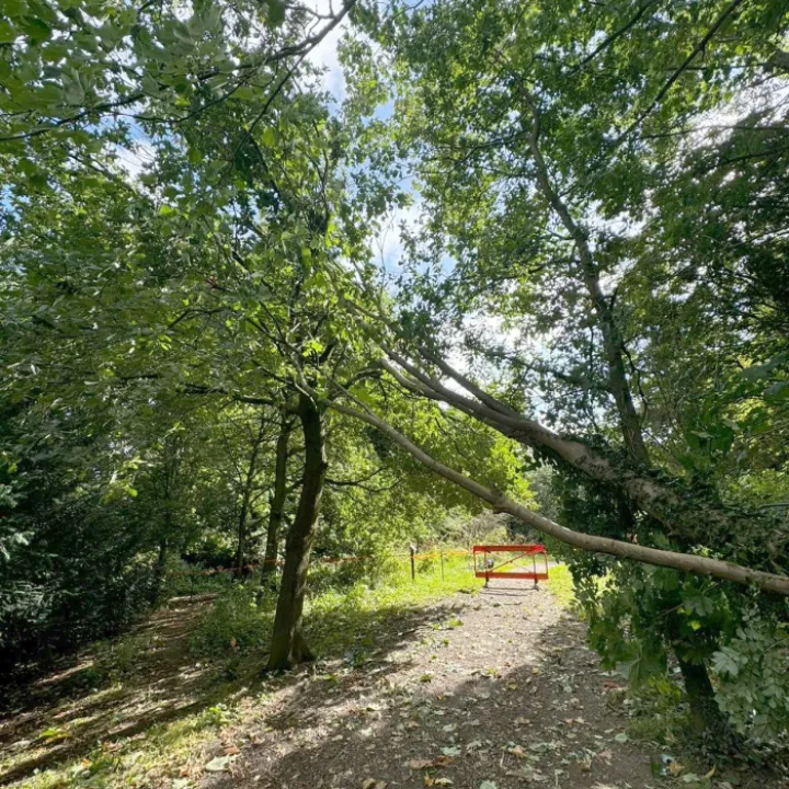 Overhanging Branch 24_08_2024