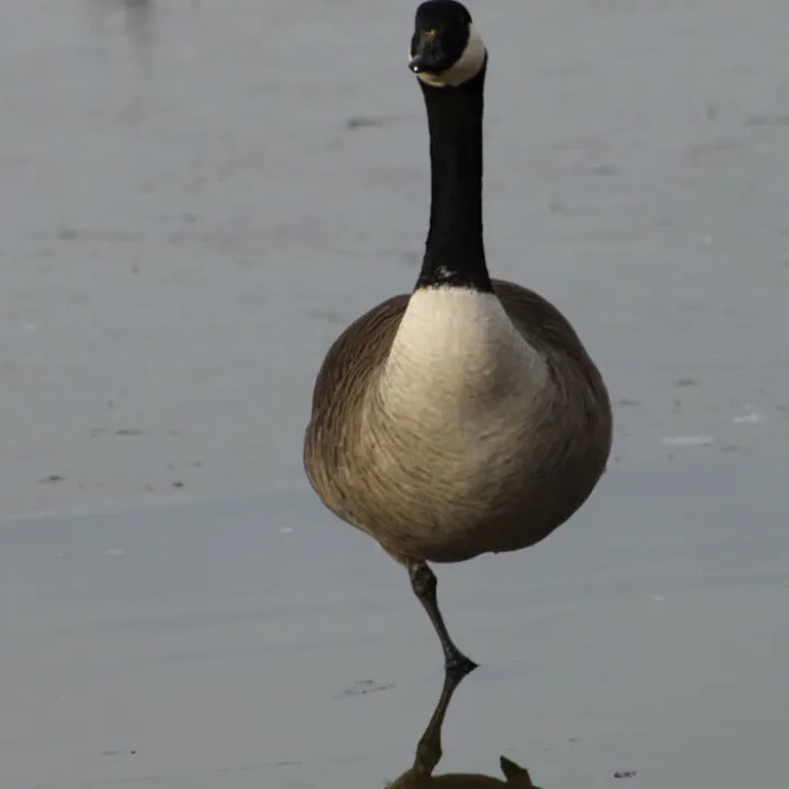 Intermediate 11-14yr_3_eleanor