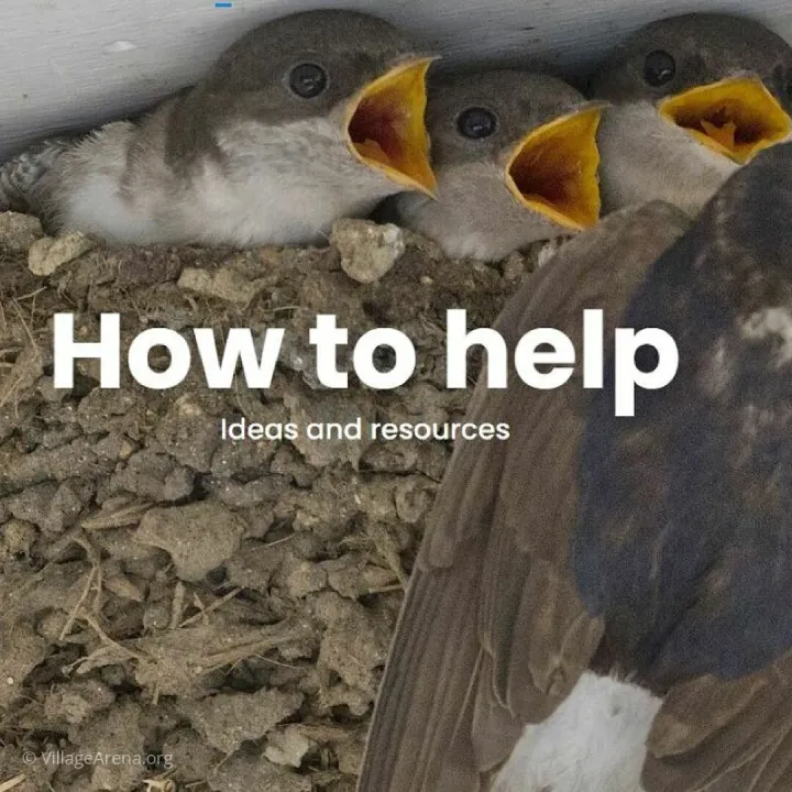 2025-06-09 House Martins & How to Help