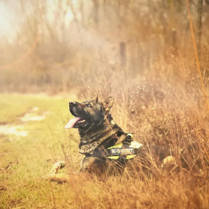German Shepherd K9 dog relaxing in grassy