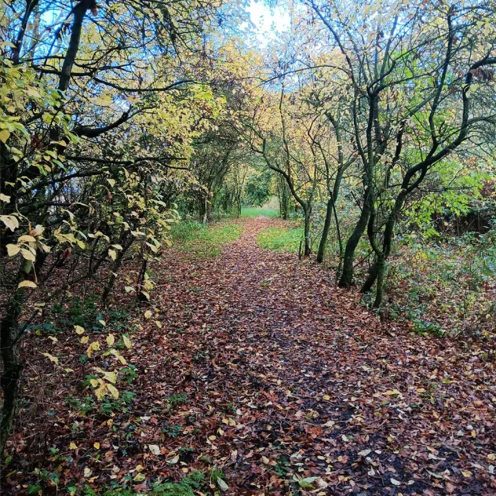 Autumn Potters Lane