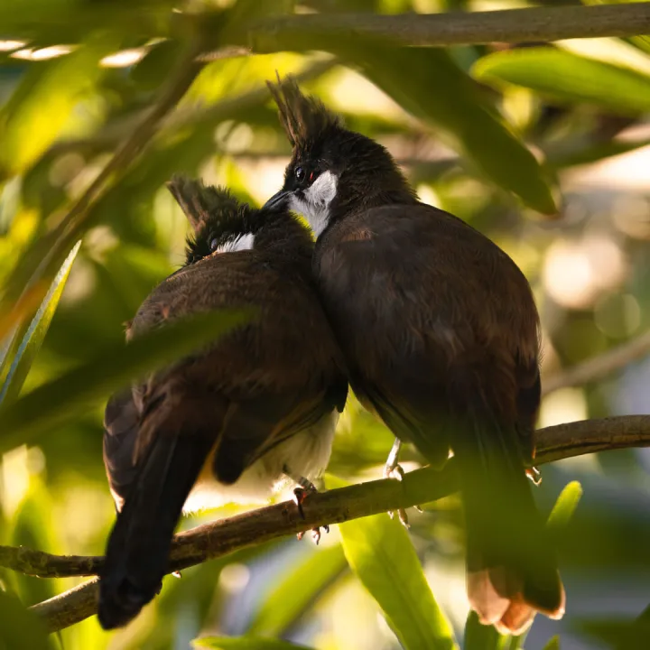 S1-Anton-a Shoulder to Lie On