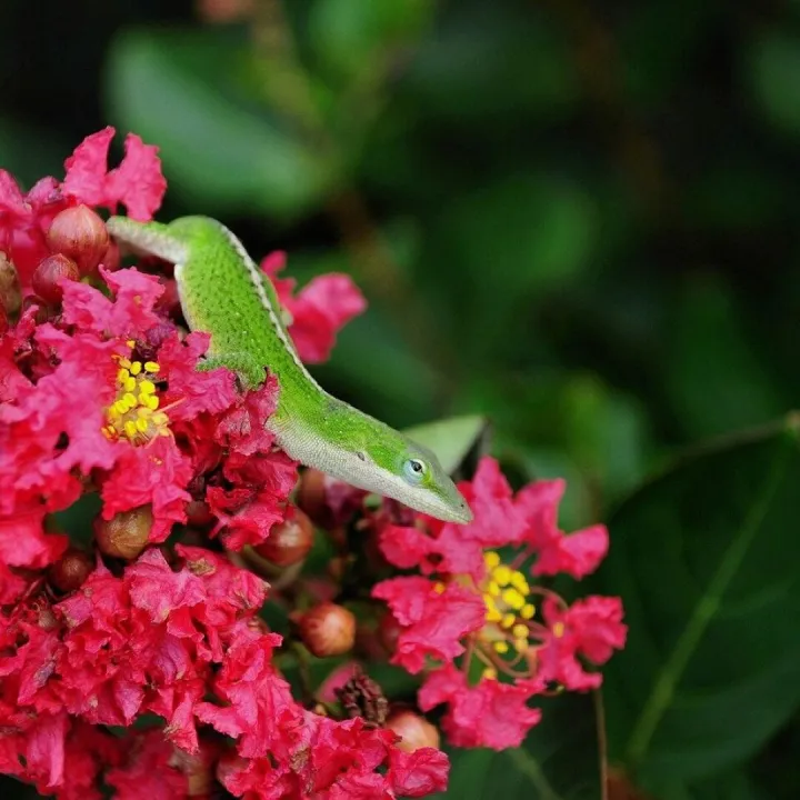 Lizard, nature, wildlife, exotic, flowers, green, 