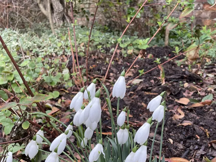 Garden feb 26