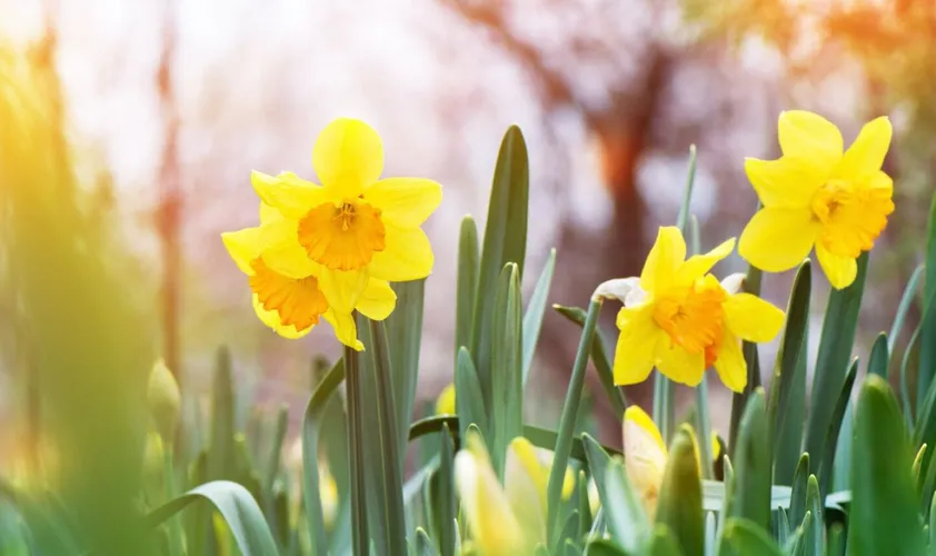 The yellow daffodil (Narcissus) blooming in the