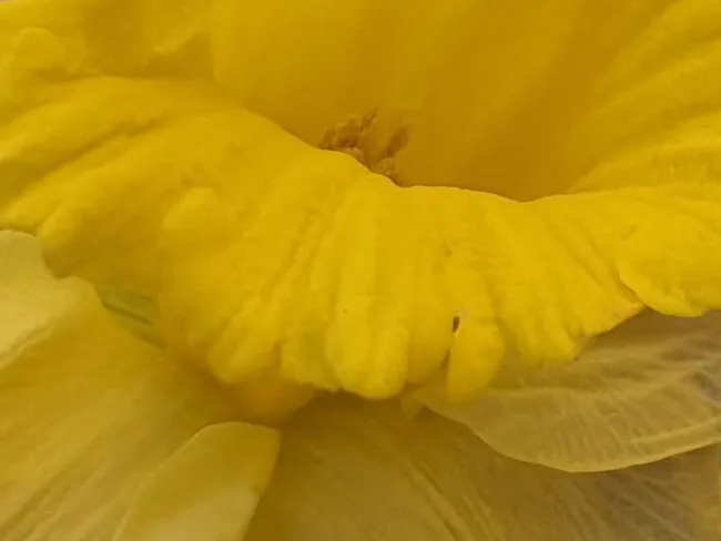 Flower Pop