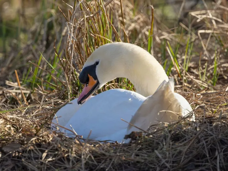Swan2
