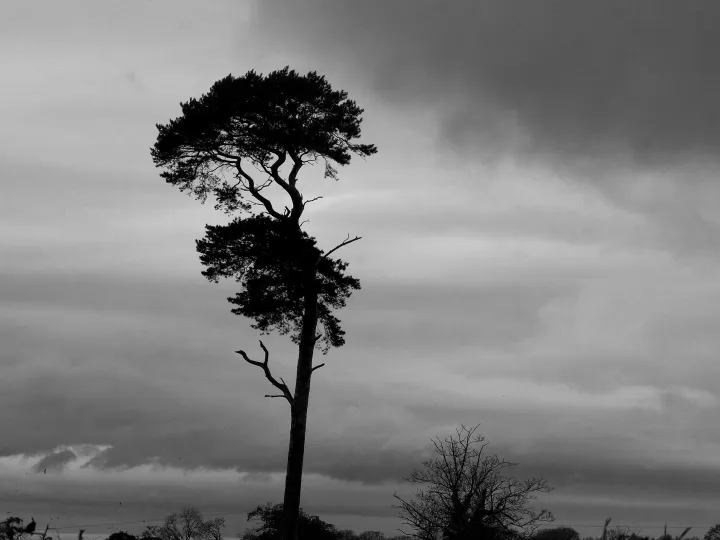 RR Lonesome Pine F9220