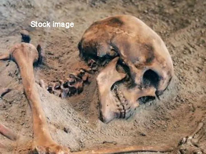 Skeleton_stock Image