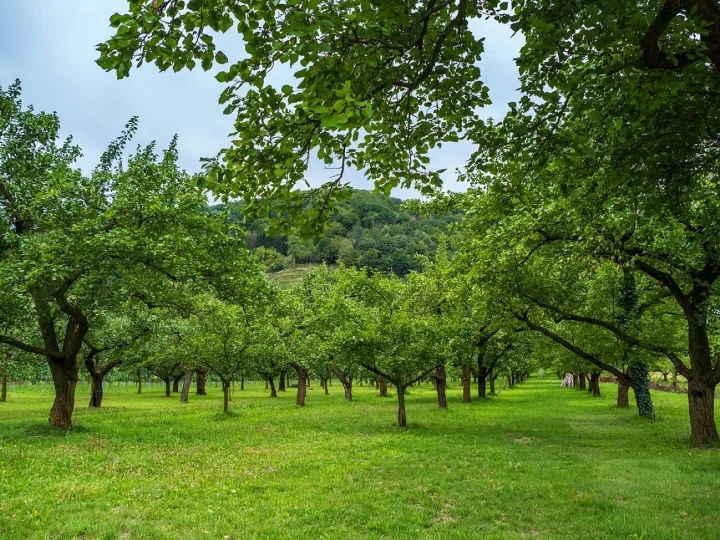 Landscape, nature, trees, green, leaves, scenic