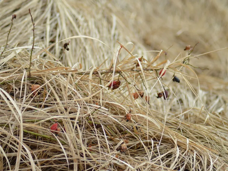 Detailed close-up of dried grasses with withered