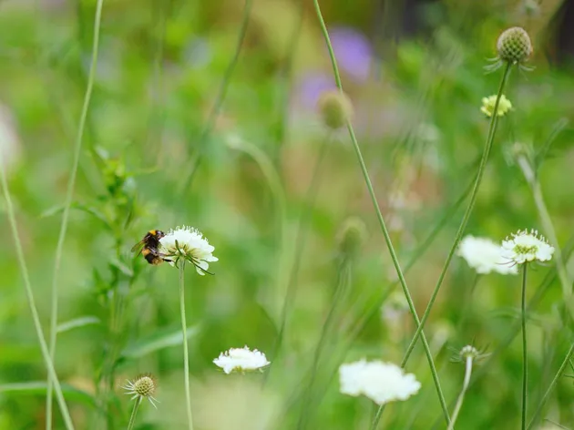 A bumblebee on a wildflower in a summer meadow