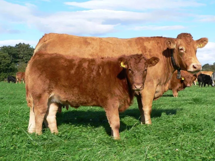 Beef Farm Visit &ndash; Thursday 14th November 2019