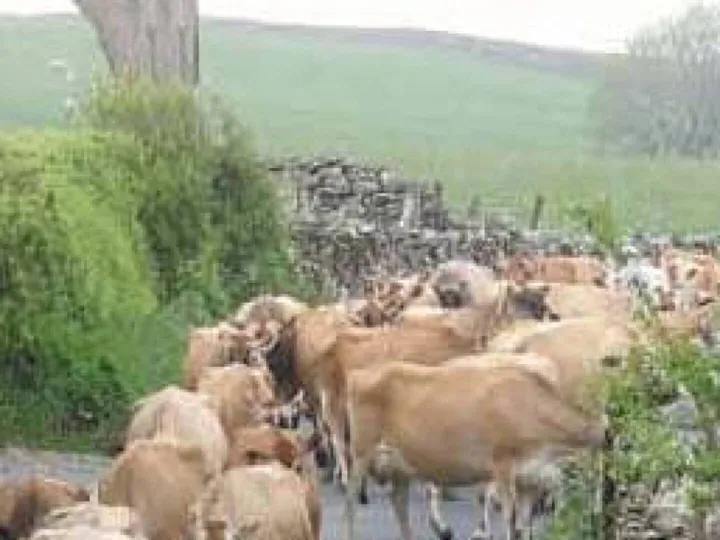 Winter 2008 newsletter photo