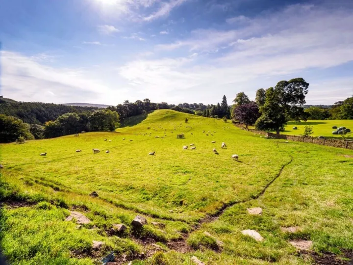 Sheep grazing the fields around the Shepherd’s Crook stone circle