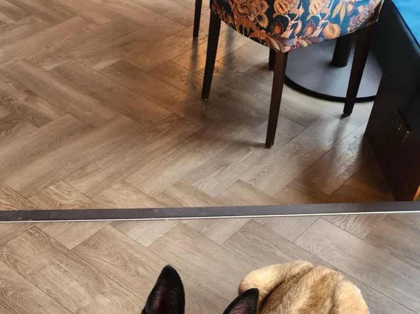 A dog behaviour training session in Macclesfield