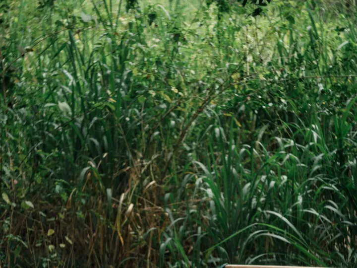 A cast iron table set among tall grasses in the garden at Peacock Hill Sigiriya