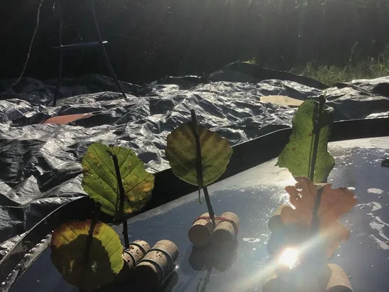 Leaves mounted on corks floating on a water tray in low sunshine