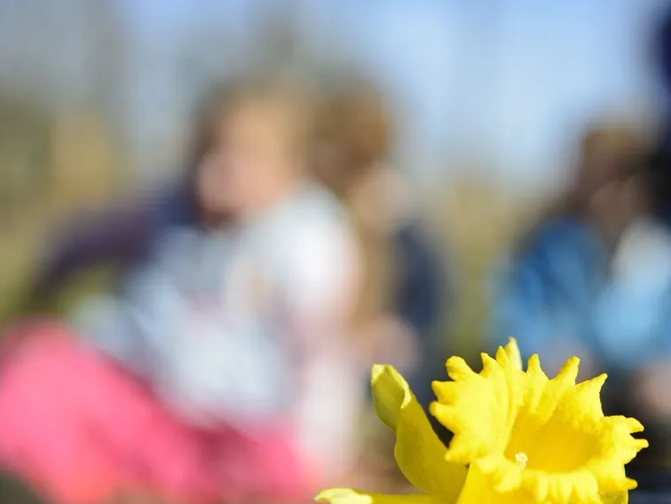 A yellow daffodil resting on a wooden table with children sitting together in the sunshine behind