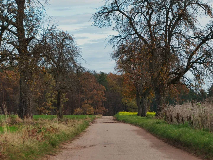 Country lane lined with autumn trees and fields