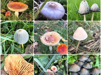 Hankelow Fungi