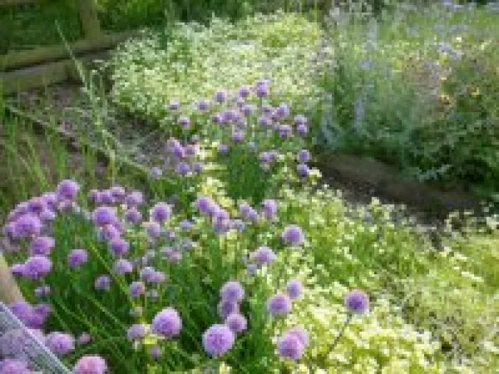 Flower Club J5